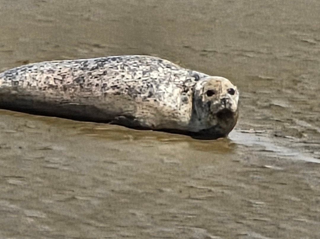 Discovery Seal Trips-Rochford必去景点
