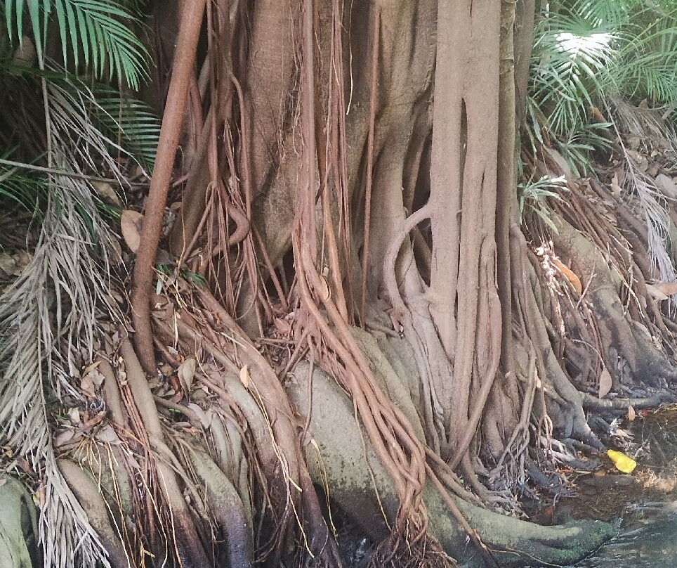Parque Barranca Chapultepec-奎尔纳瓦卡必去景点
