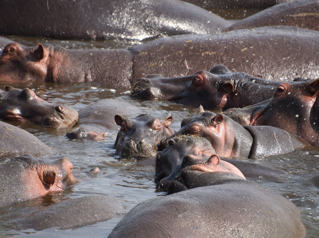 It Started in Africa-阿鲁沙必去景点