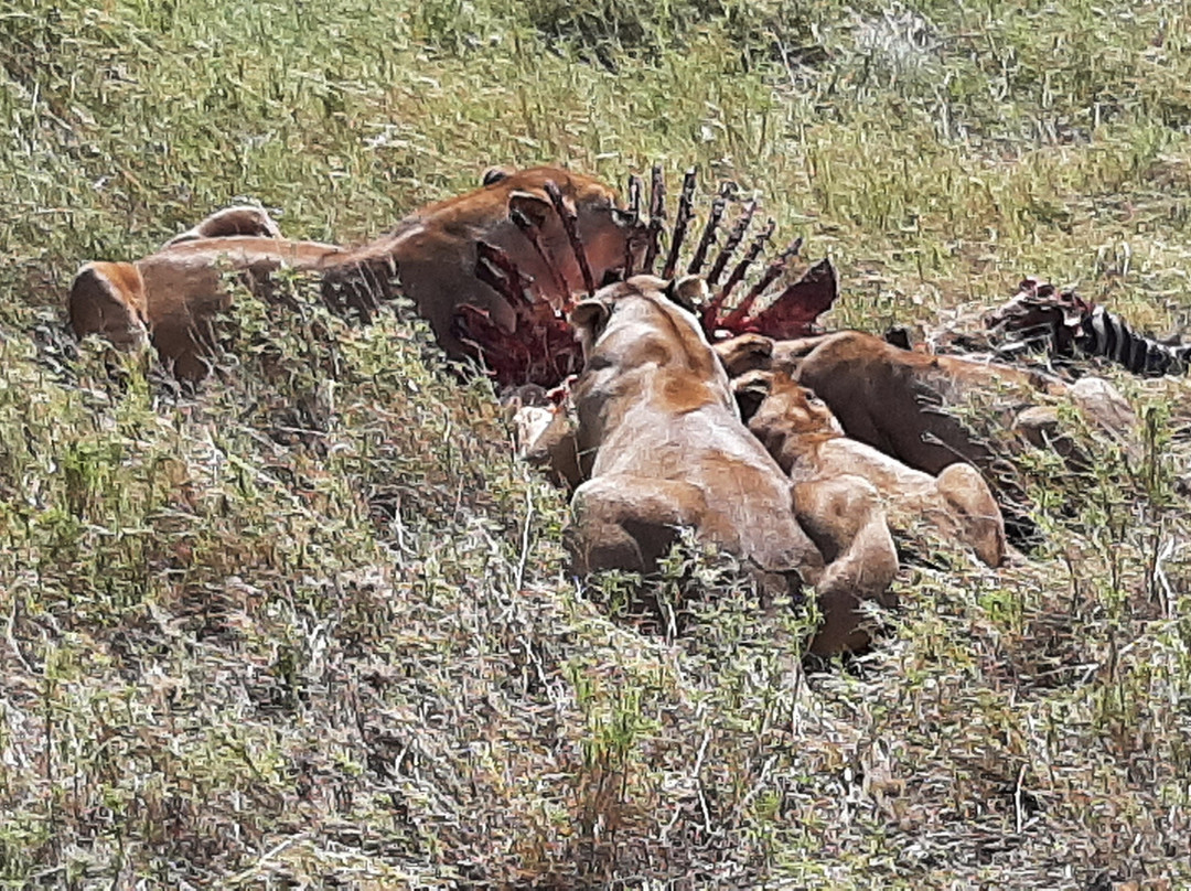 Sky View Adventure Tours & Safaris-阿鲁沙必去景点
