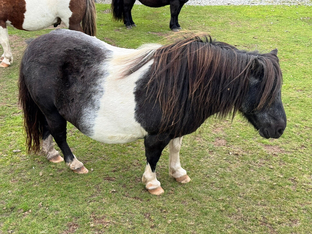 Ramnaberg Shetland Pony Stud Farm-Hamnavoe必去景点