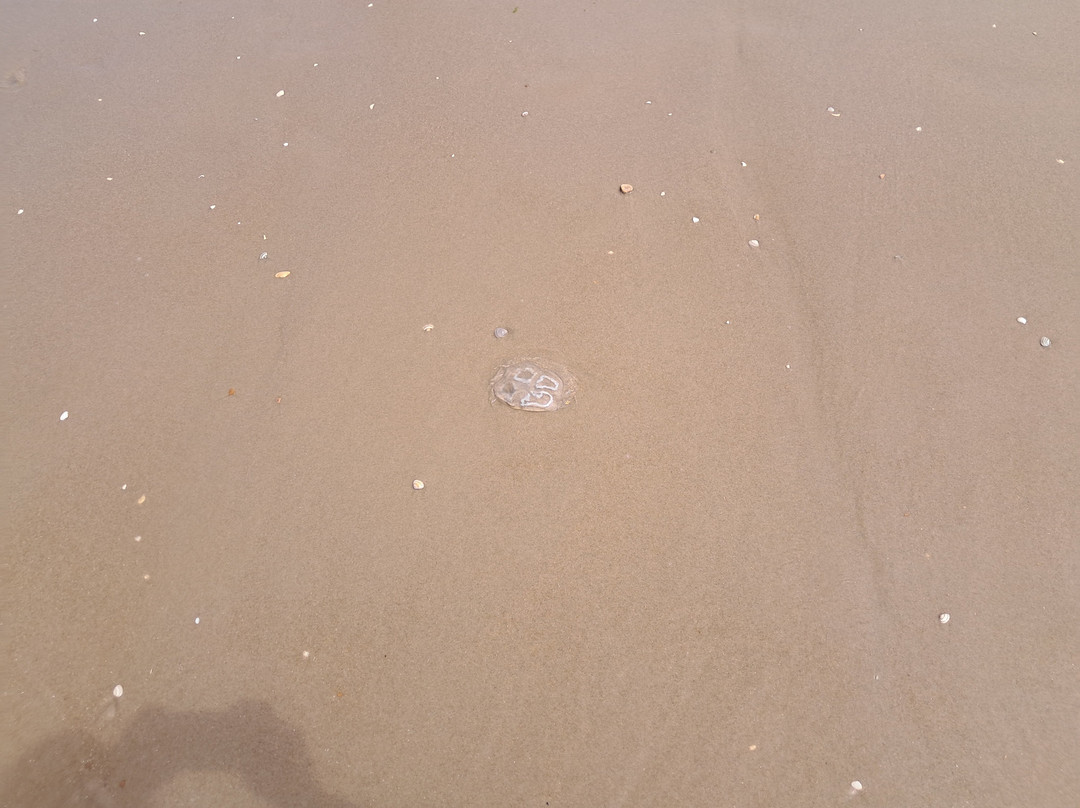 Hargen Aan Zee Strand-Schoorl必去景点