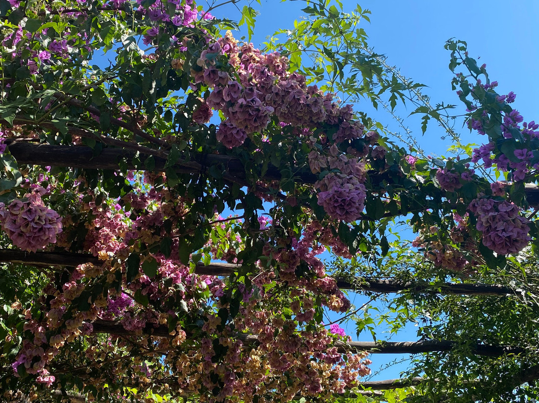 Trsteno Arboretum-特尔斯泰诺必去景点