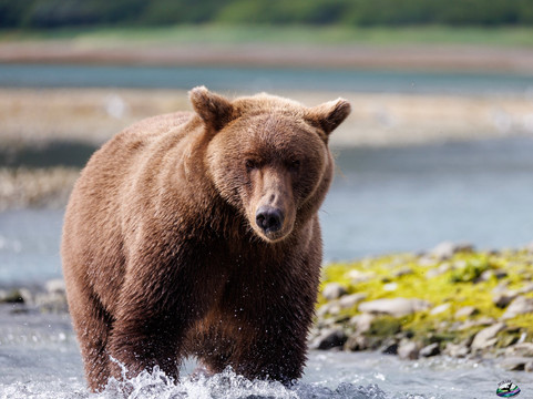 Alaska Ultimate Safaris-荷马必去景点