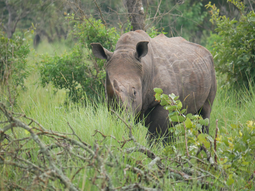 Gorilla Bookings-坎帕拉必去景点