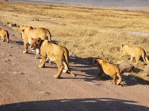 Africa Yetu Safaris-阿鲁沙必去景点