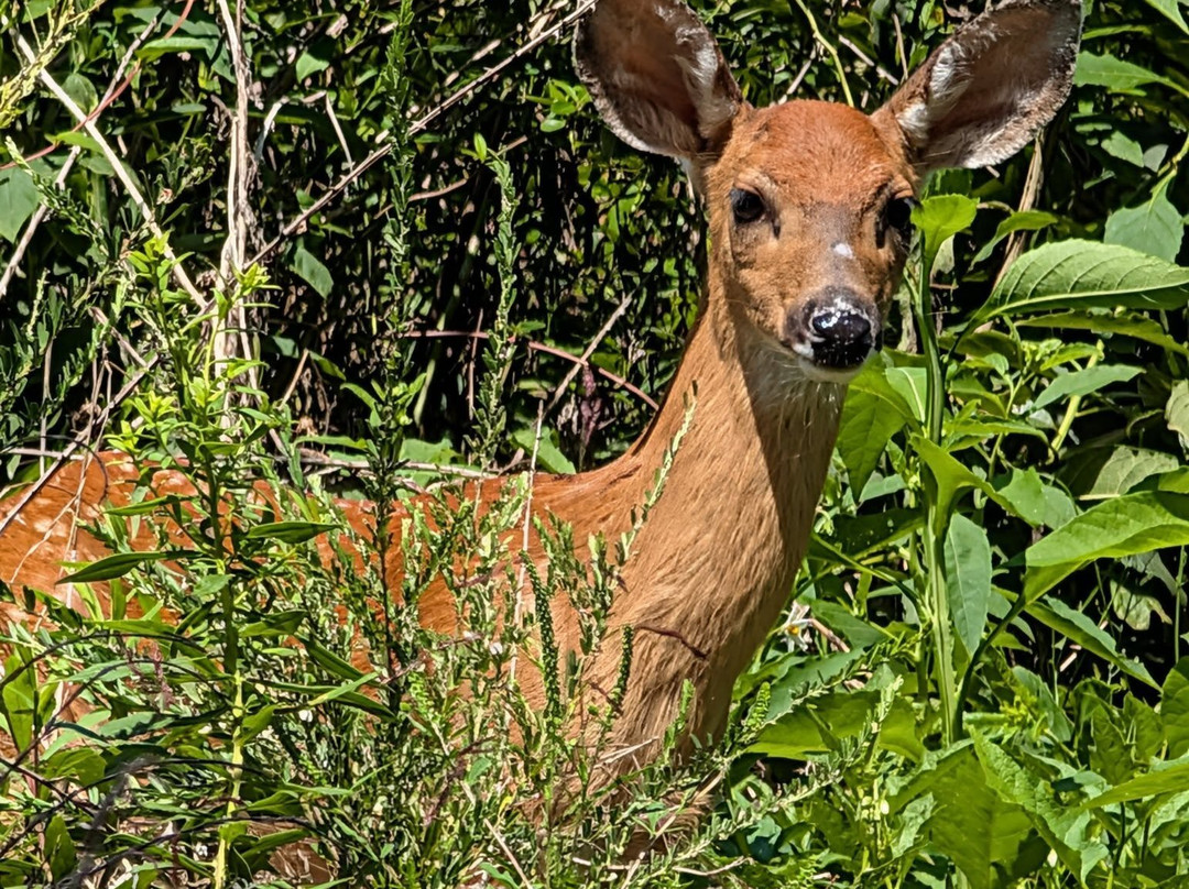 Melton Lake Greenway-橡树岭必去景点