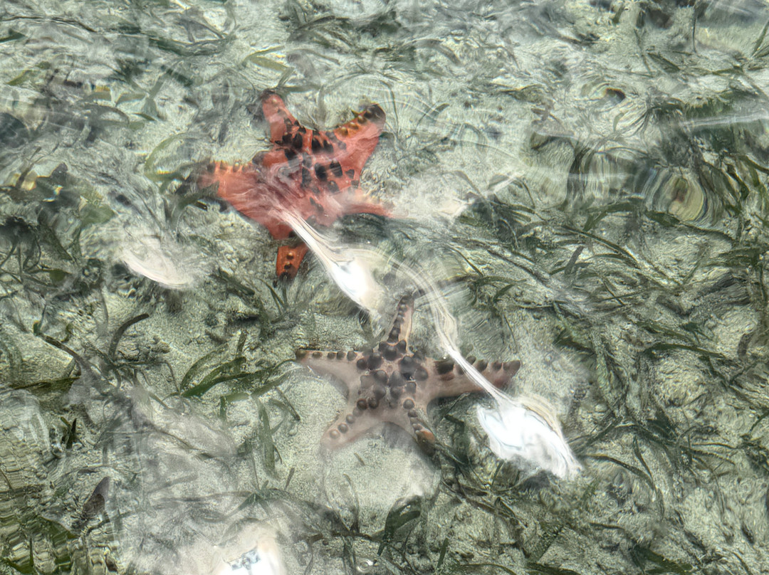 美娜多探潛者 PT.Mamado Adventure Diving Center-布纳肯岛必去景点