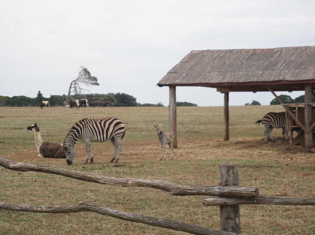 Safari Park-Brijuni National Park必去景点