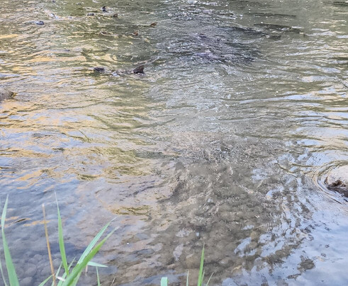 Bowmanville Creek Valley & Fish Ladder-Bowmanville必去景点