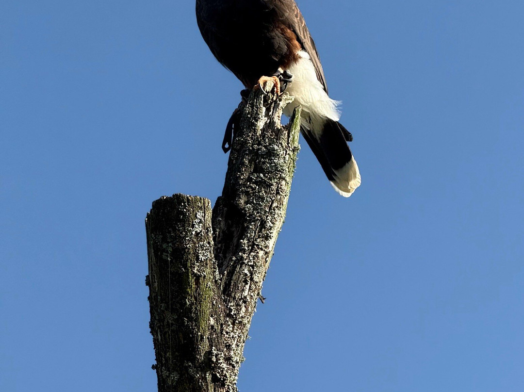 Silkeborg Rovfugleshow-Them必去景点