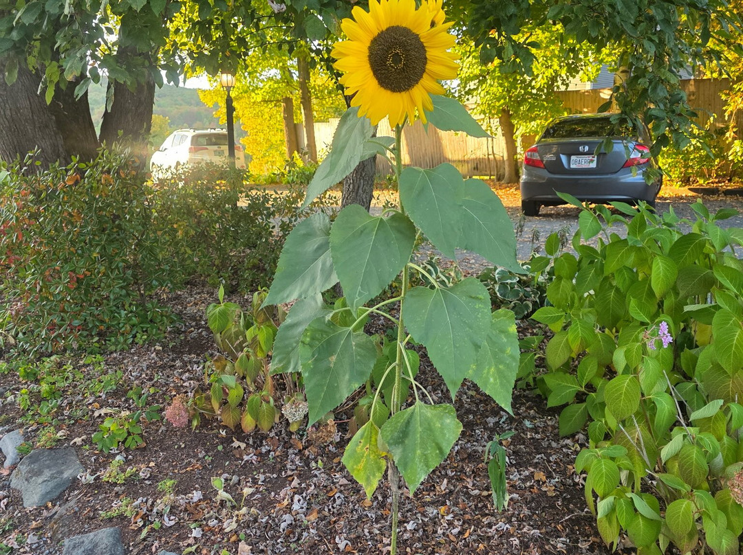 Sinclair Inn B & B主图