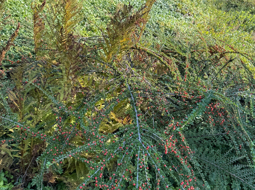 Ohme Gardens County Park-韦纳奇必去景点