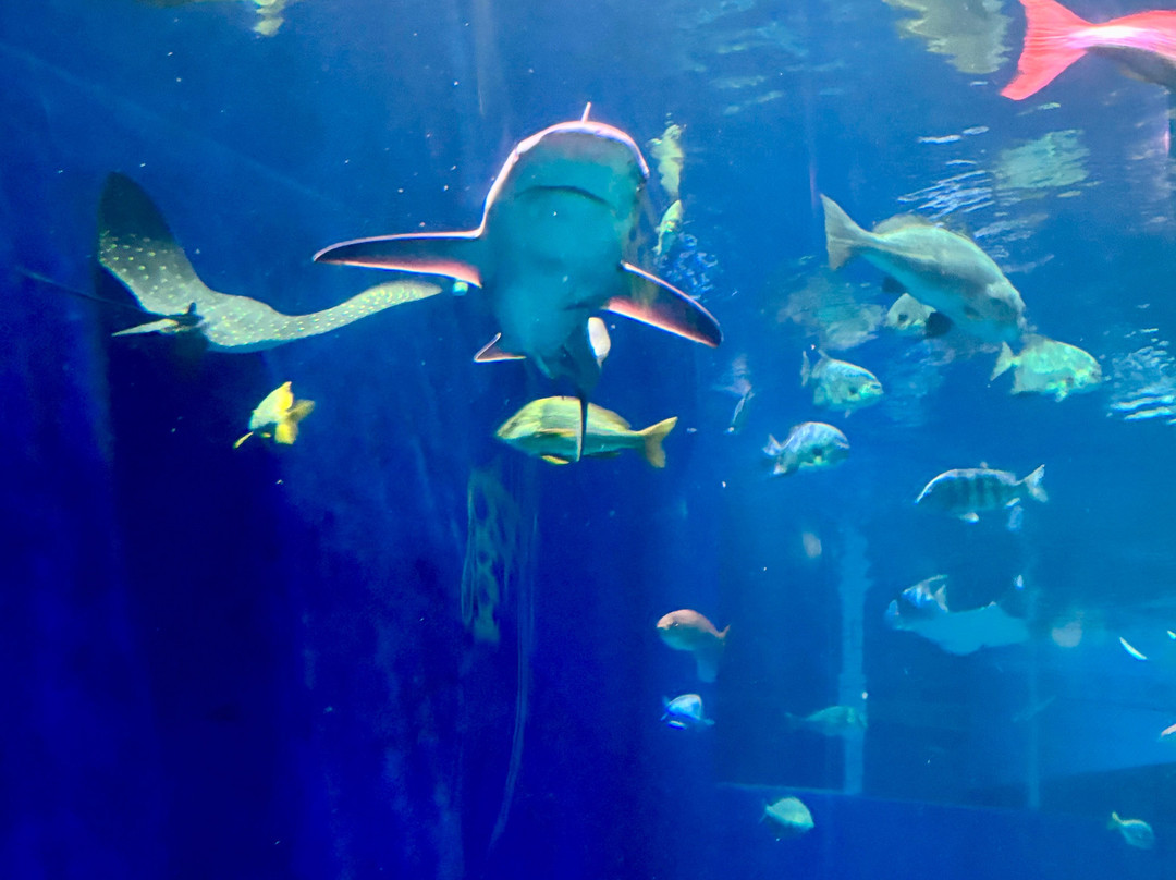 Mississippi Aquarium-格尔夫波特必去景点