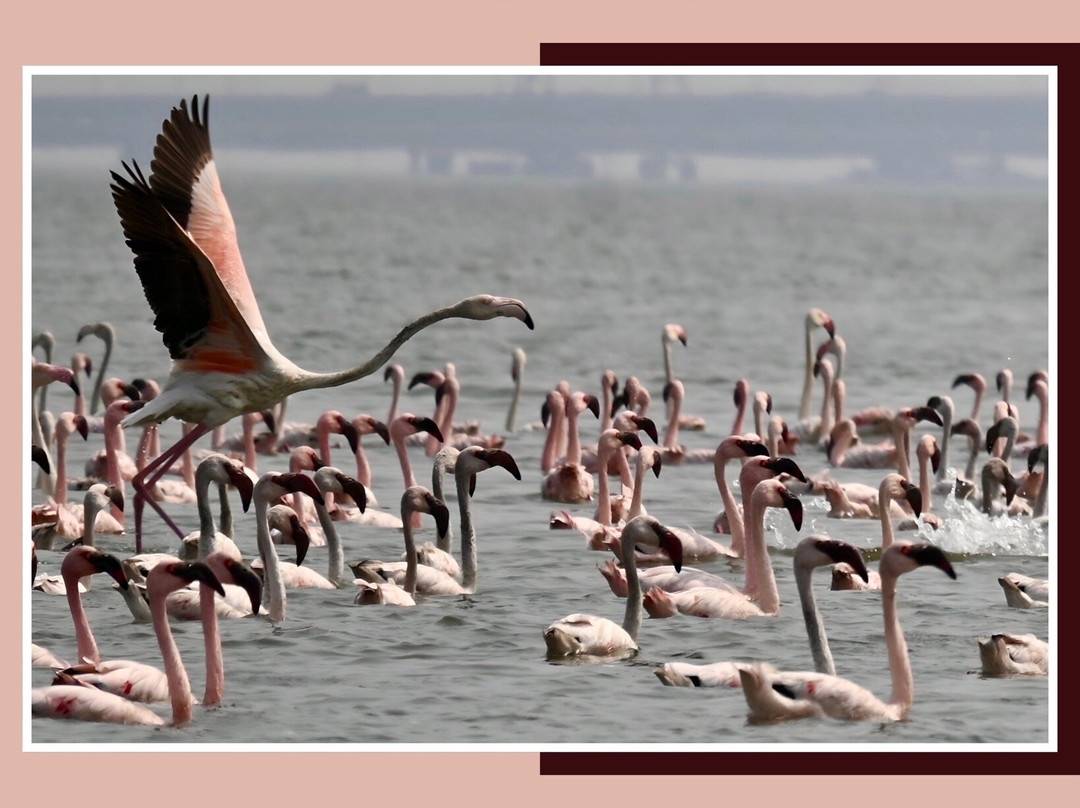 Thane Creek Flamingo Sanctuary-新孟买必去景点