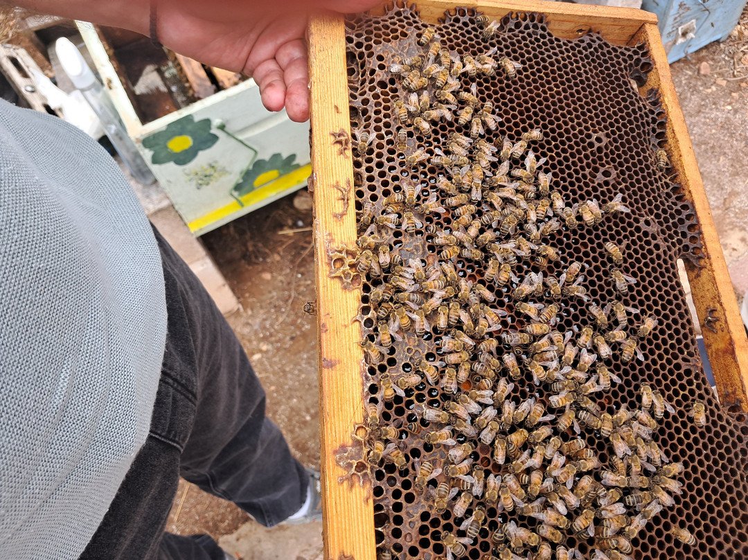 Axion Esti Apiculrture Museum-Argos必去景点