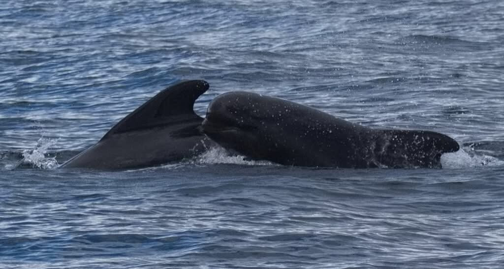 Oshan Whale Watch-Bay St. Lawrence必去景点