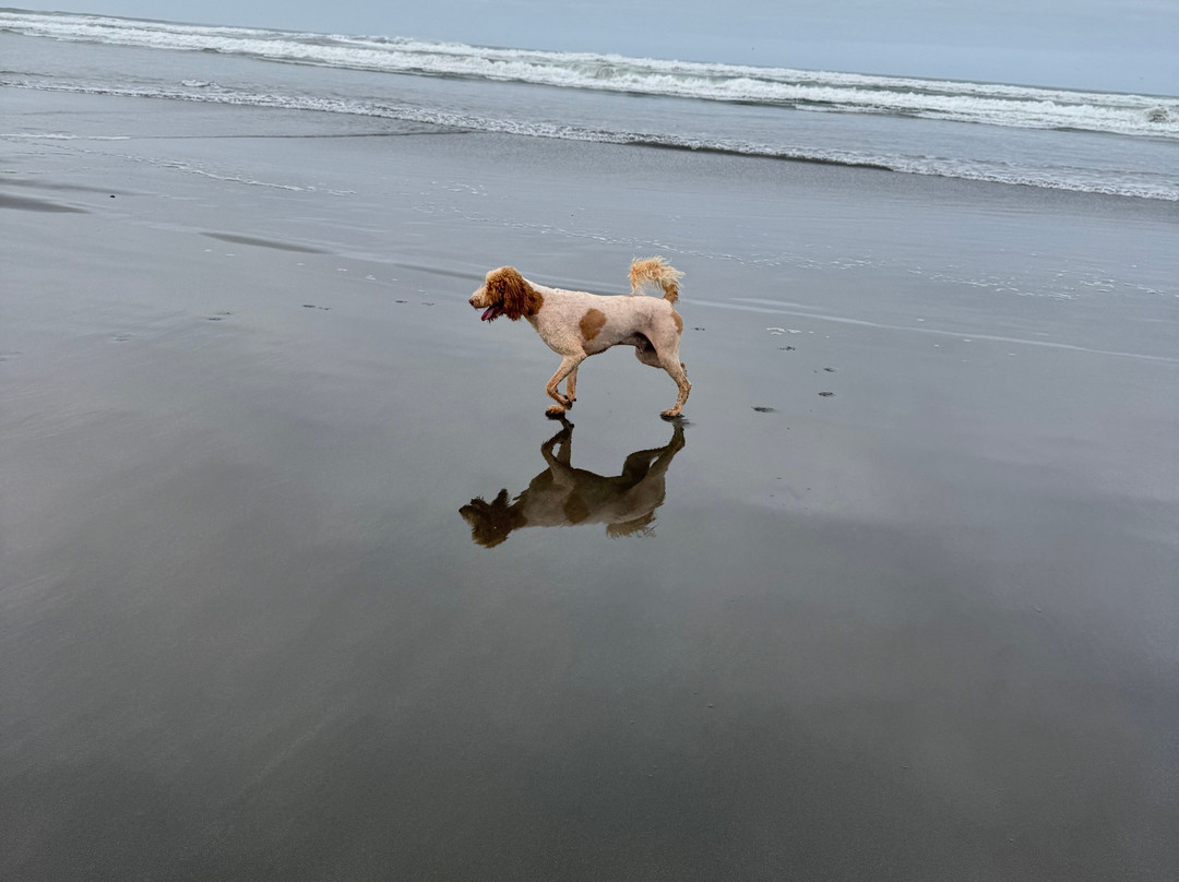 Clam Beach County Park-Arcata必去景点