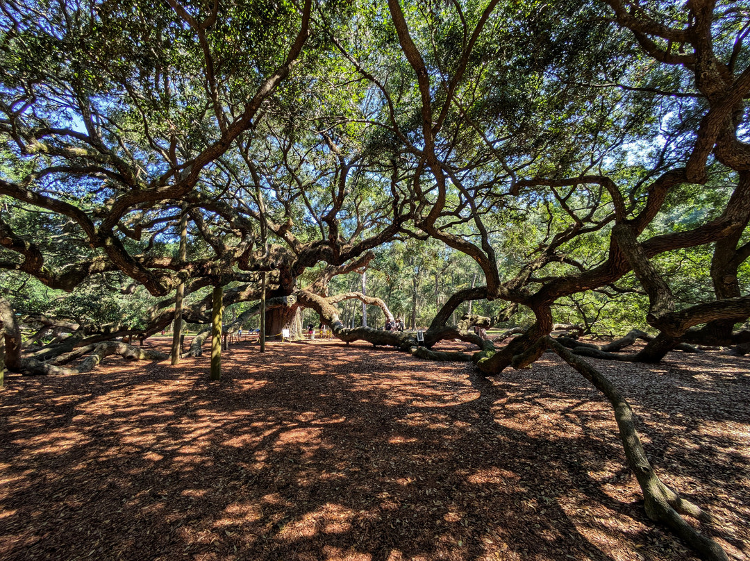 Angel Oak Tree-Johns Island必去景点