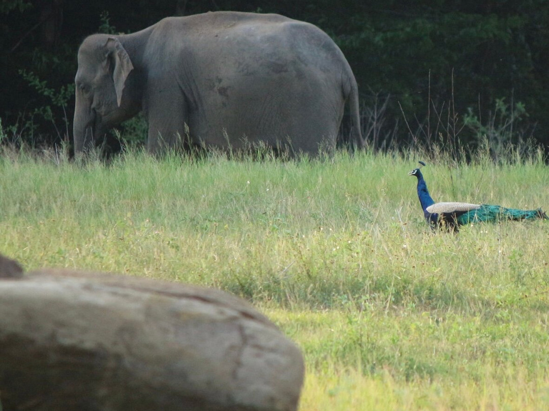 Gal Oya National Park - The Crossing-Ampara必去景点