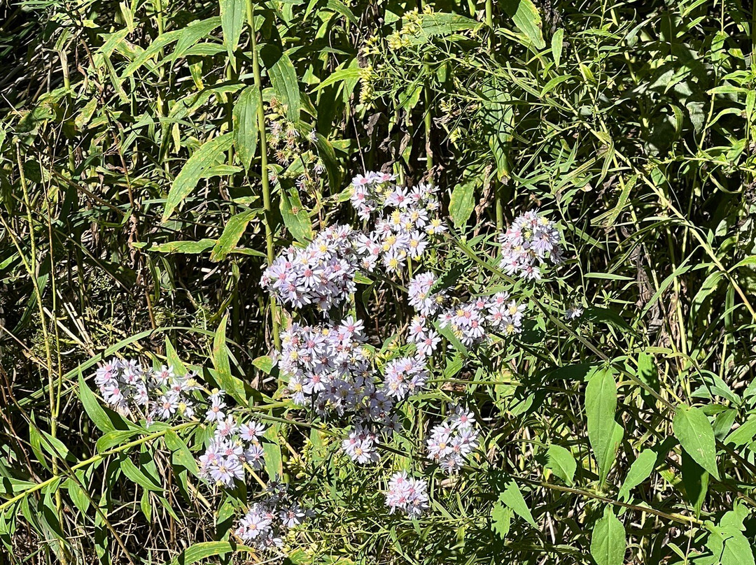 Hastings Lake Preserve
