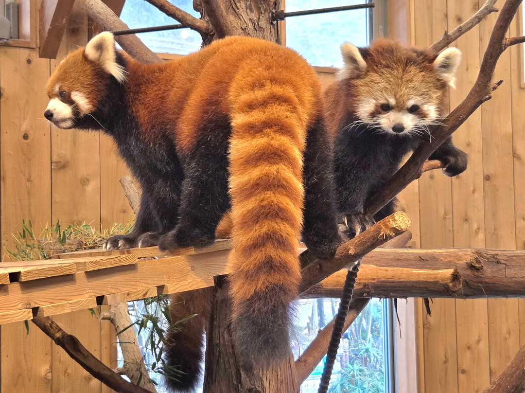 Izu Shaboten Zoo-伊东市必去景点
