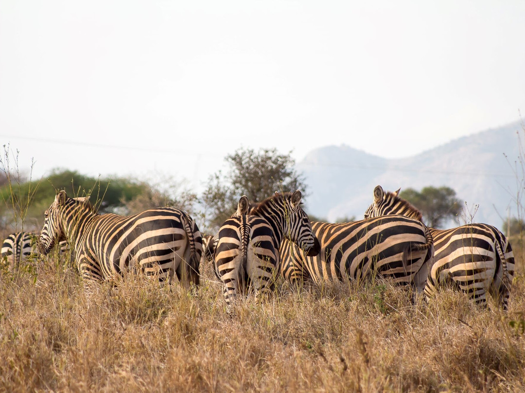 Taita Hills Wildlife Sanctuary-西察沃国家公园必去景点