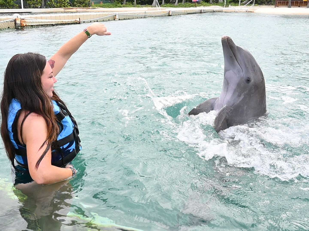Dolphin Discovery Grand Cayman-西湾必去景点
