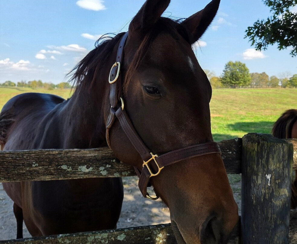 Mill Ridge Farm-列克星敦必去景点