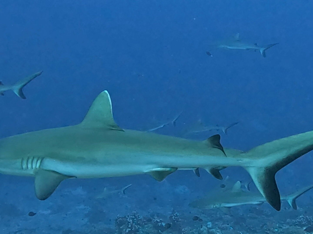 Enata Fakarava Diving-Fakarava必去景点