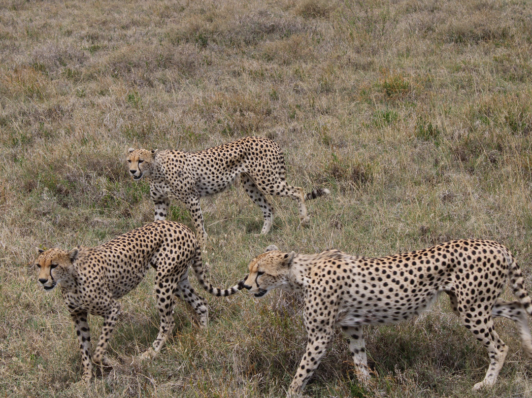 Leopard Tours Limited-阿鲁沙必去景点