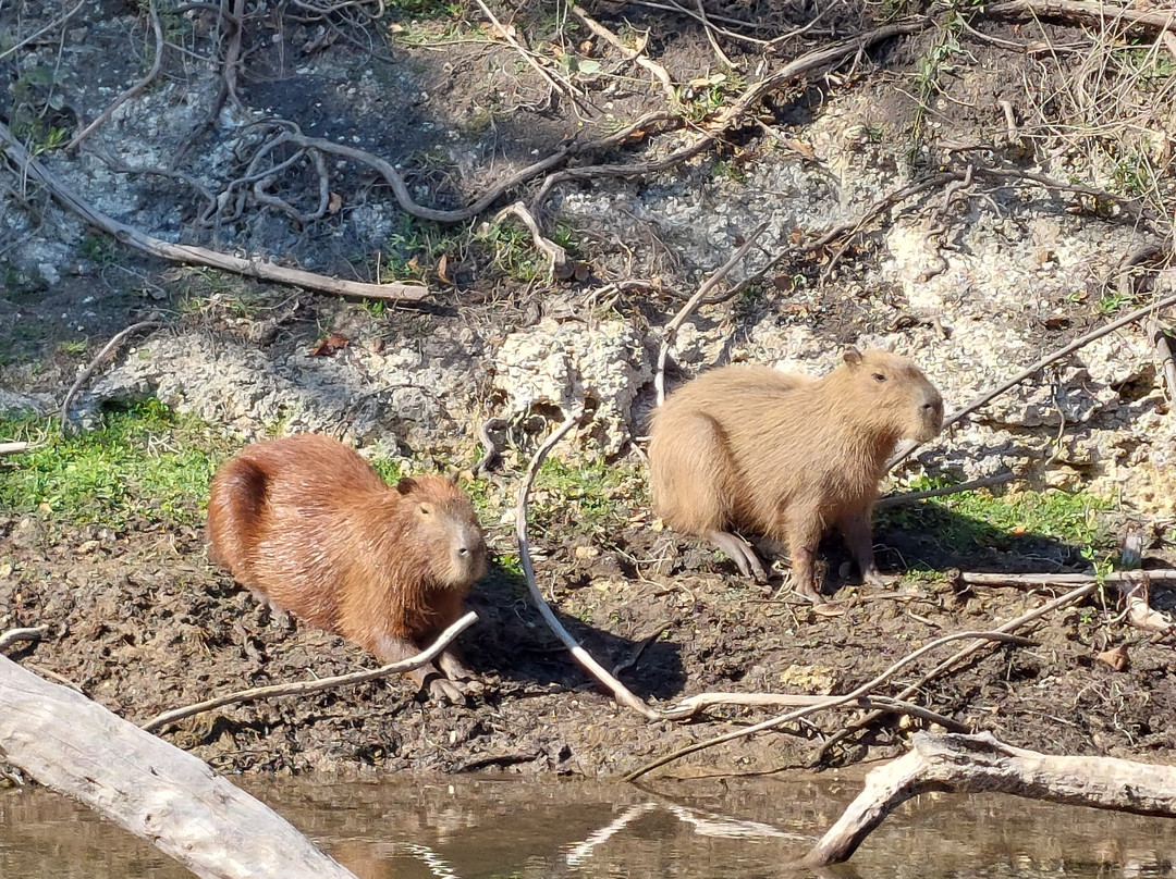 Pantanal Click-米兰达必去景点