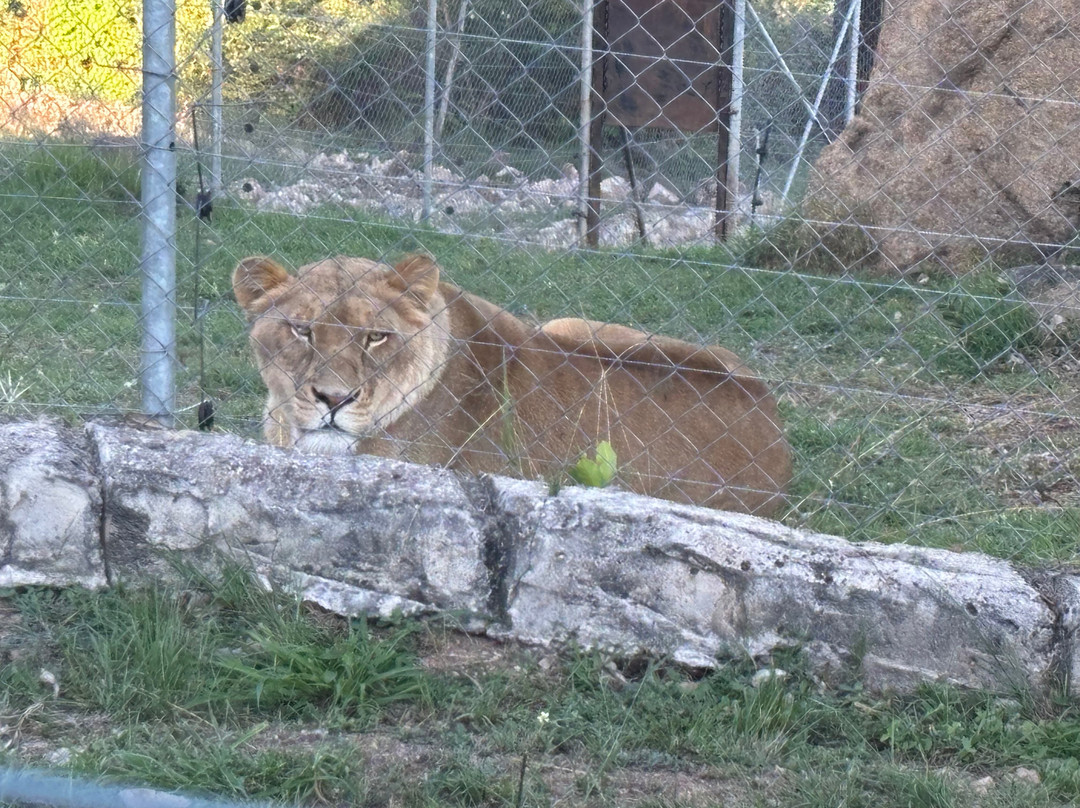 Pumbaa Wildpark And Accommodation