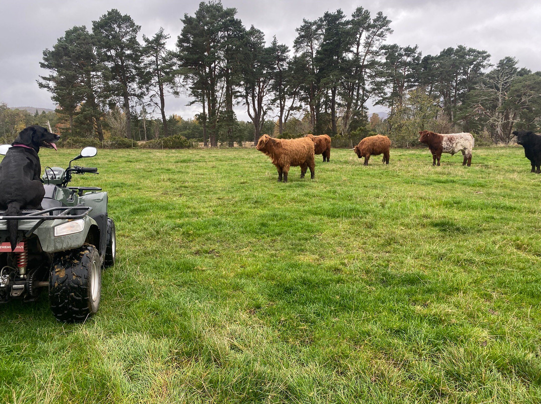 Quad Bikes Rothiemurchus