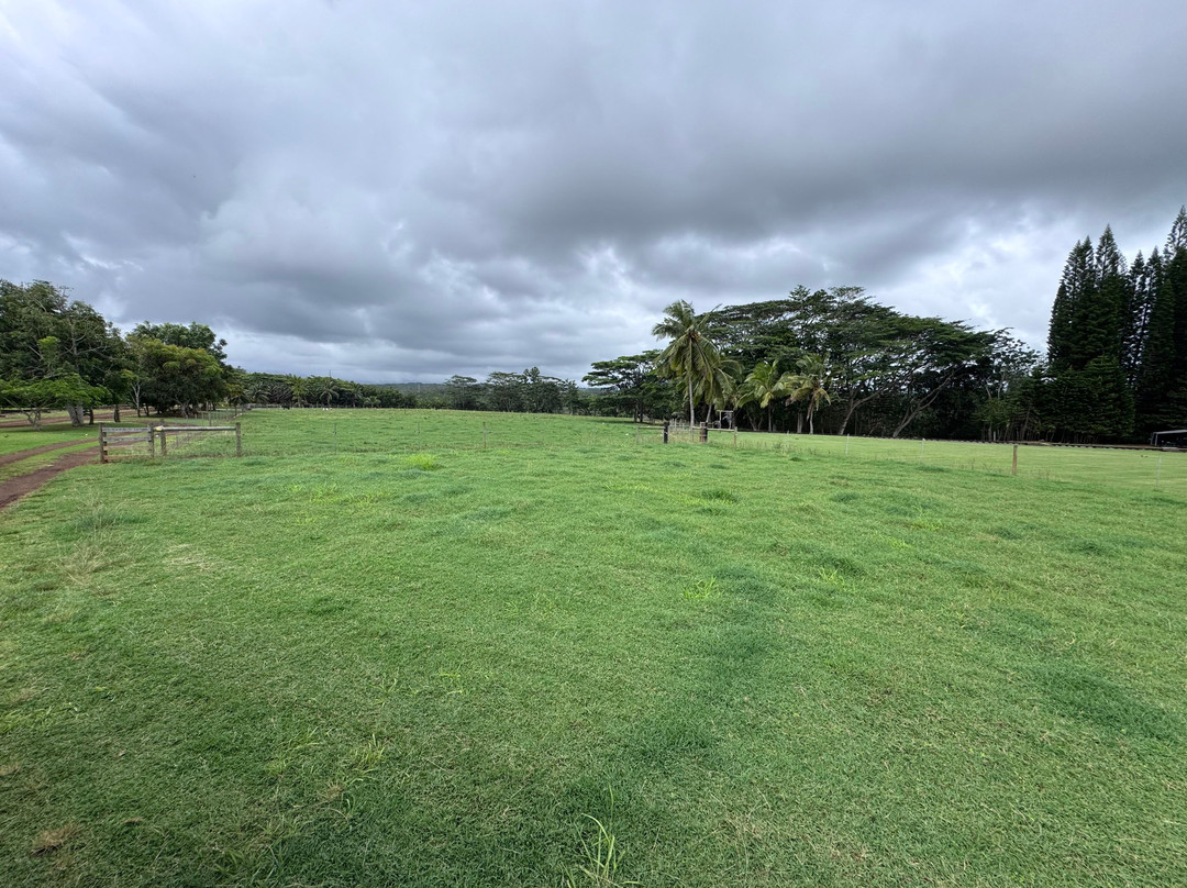 Kauai Safaris-利胡埃必去景点