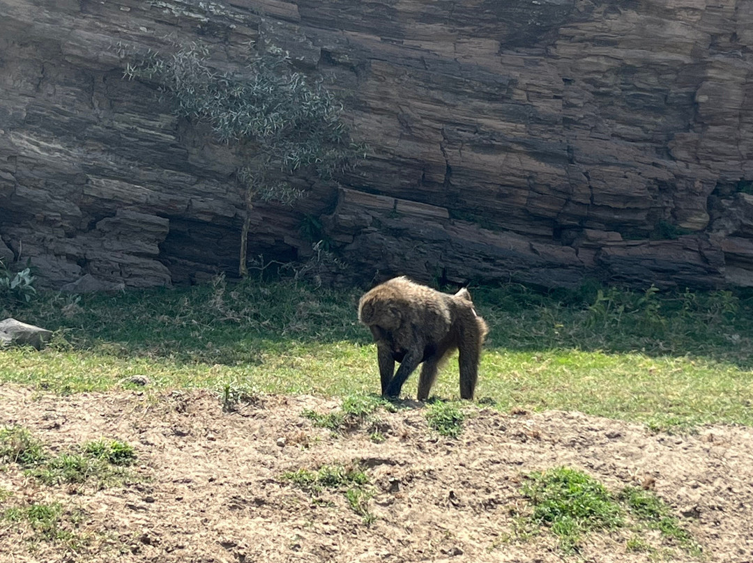 Itals Safaris-内罗毕必去景点