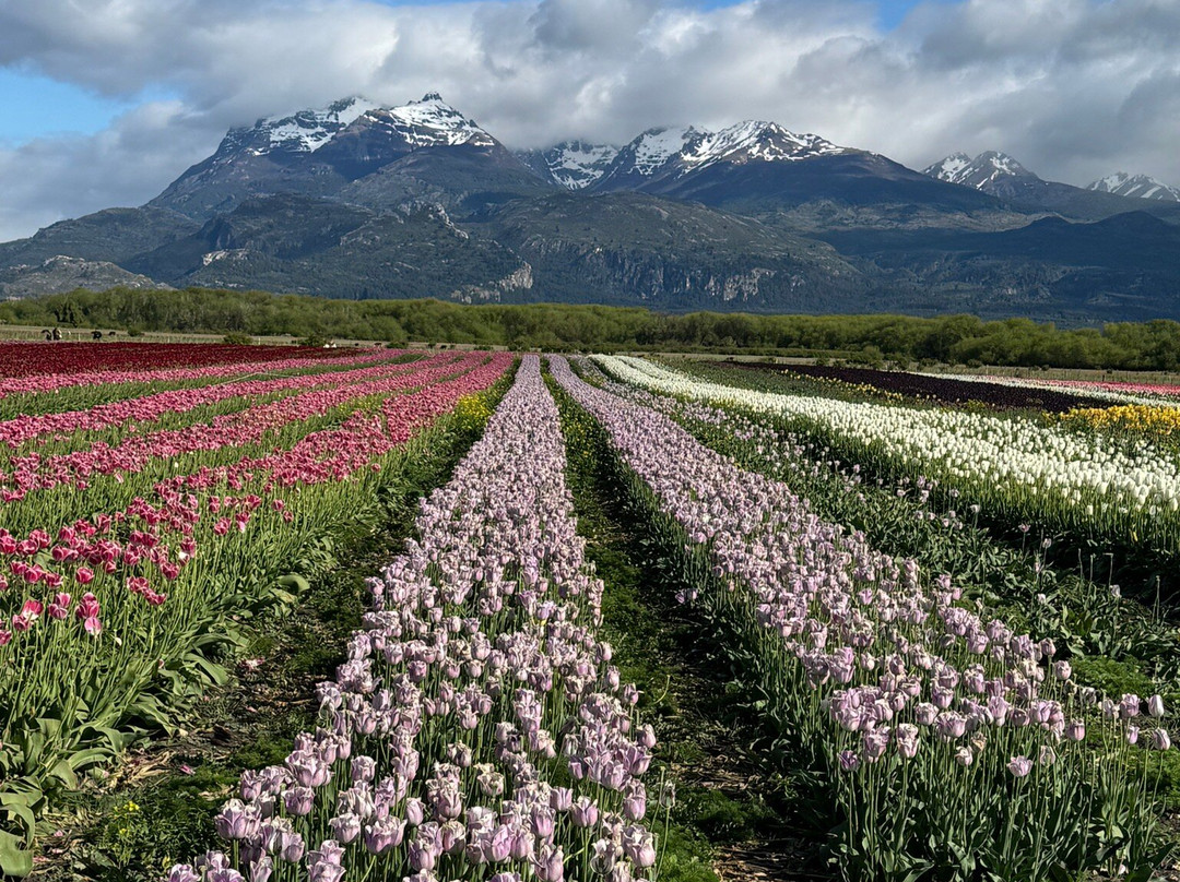 Campo De Tulipanes-Trevelin必去景点