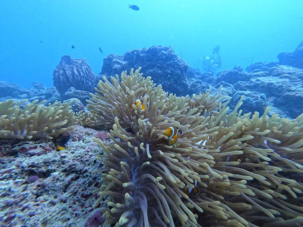 Dive Tribe-Neil Island必去景点