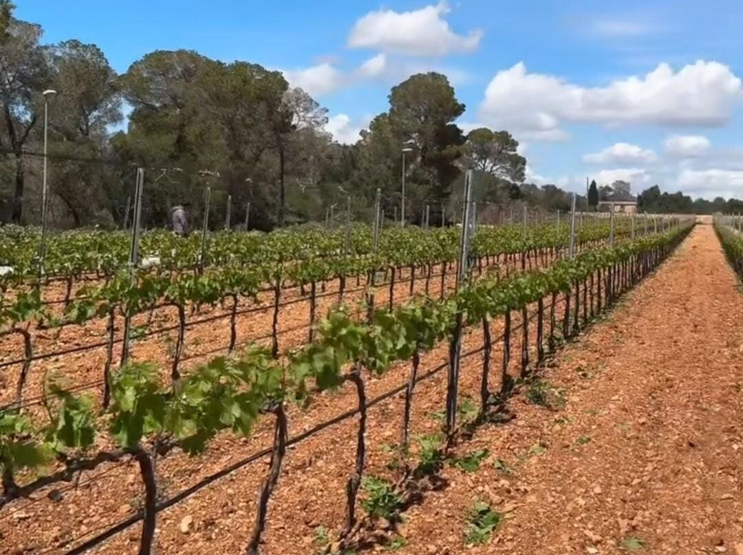 Bodegas Vi Rei-柳奇马约尔必去景点