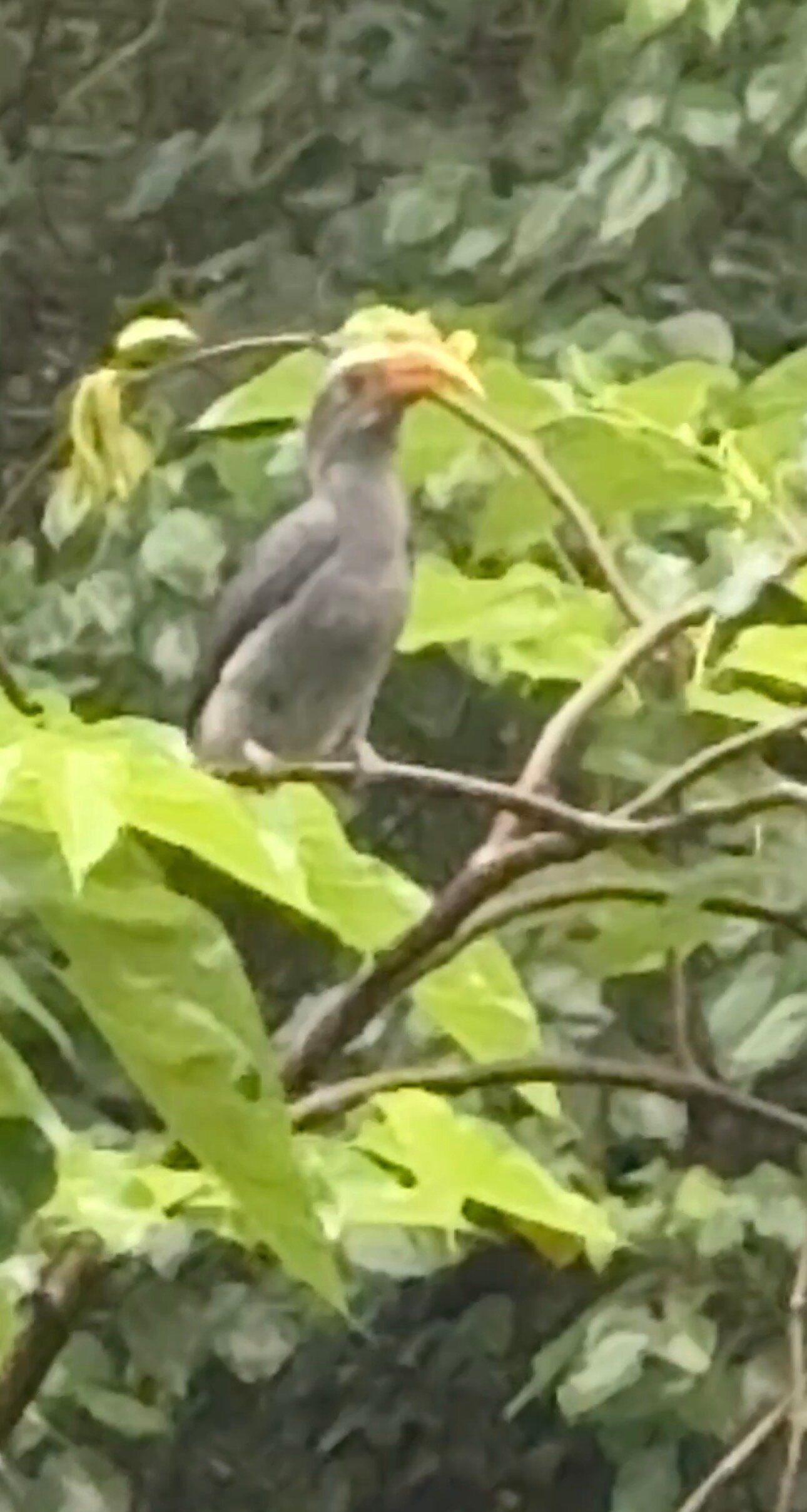 Natura Vista - A Plantation Stay-官方