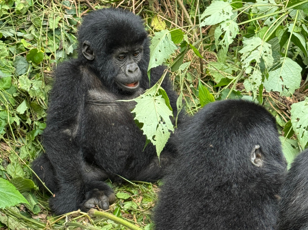 Encounter Africa Safaris-恩德培必去景点
