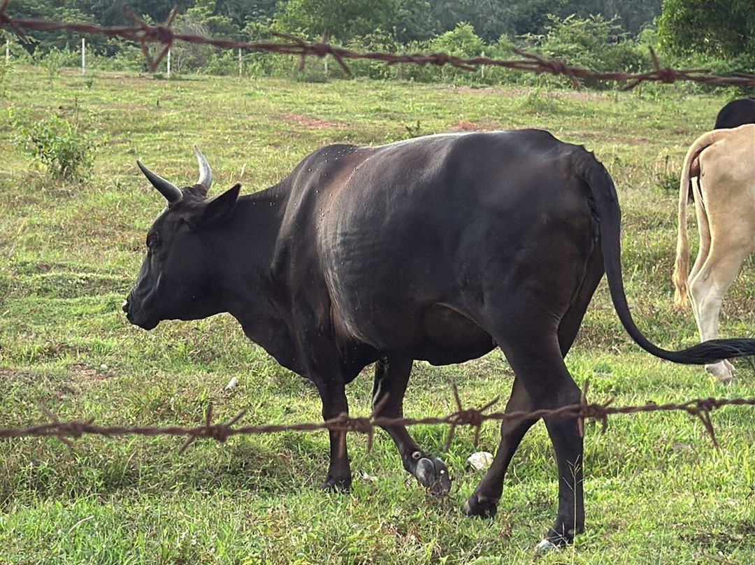 Songkhla Old Town-宋卡必去景点