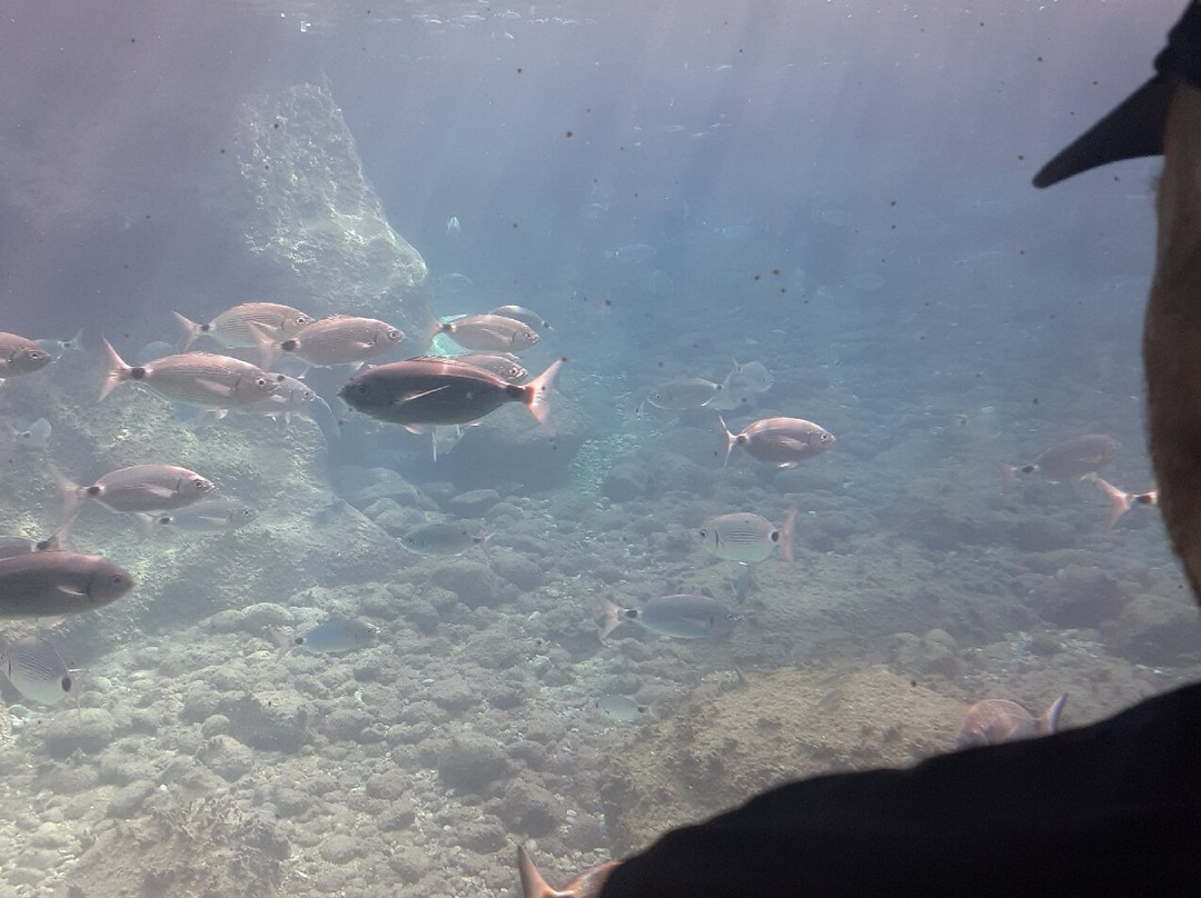 Isla de Benidorm-贝尼多姆必去景点