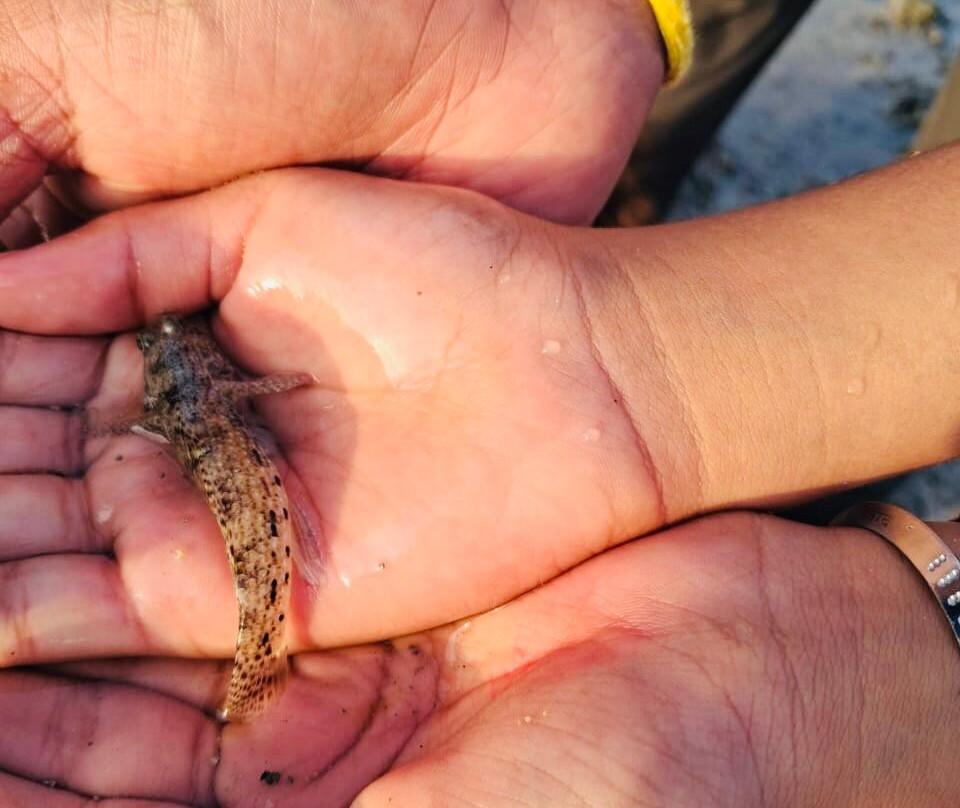 Narara Marine National Park-Devbhumi Dwarka District必去景点