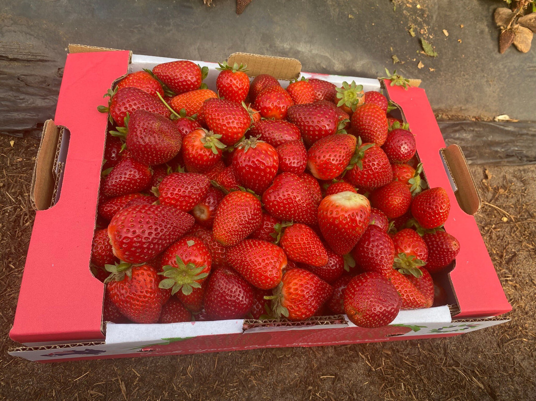 Berry Sweet Strawberry Farm-Bullsbrook必去景点