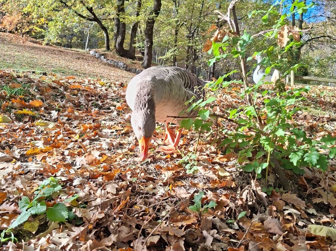 Parco Naturale la Sponga-Canistro必去景点