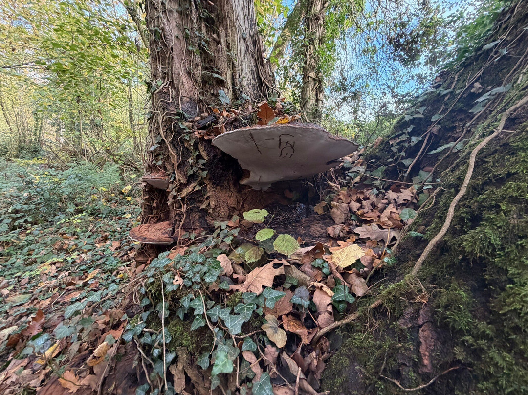 Terra Vitum-Midhurst必去景点