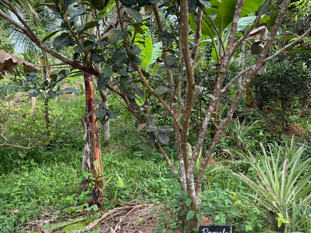 Phu Quoc Countryside-富国岛必去景点