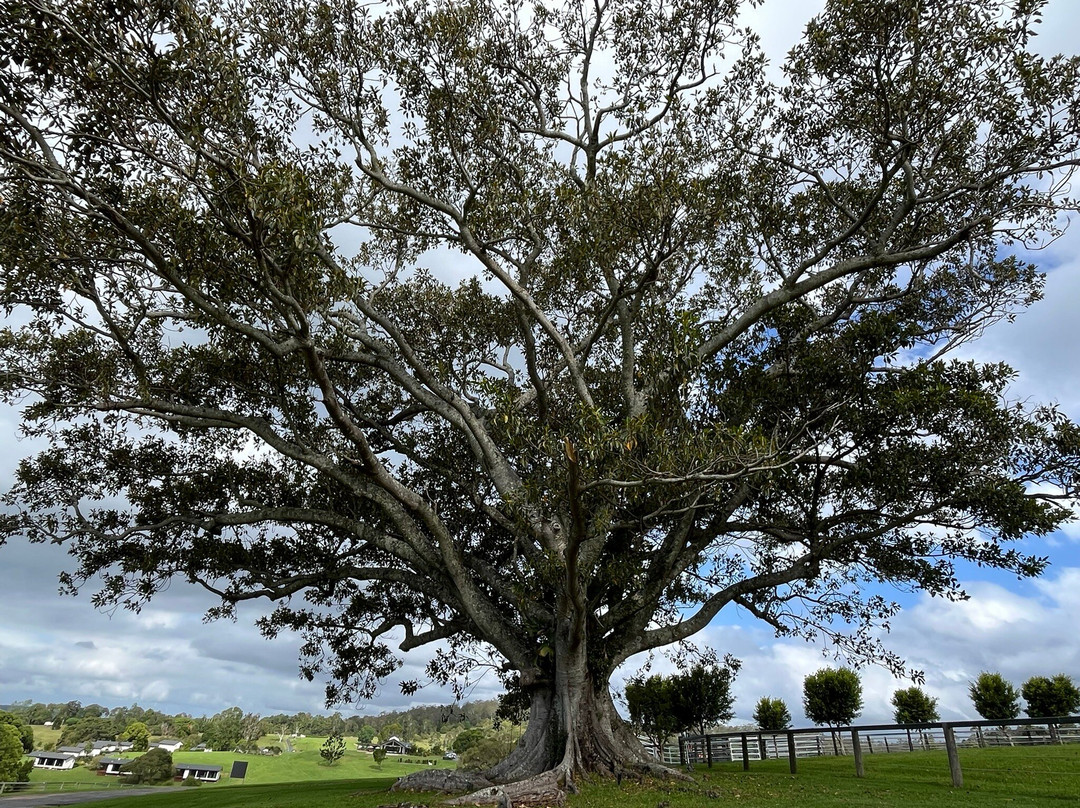 Beechmont Estate主图