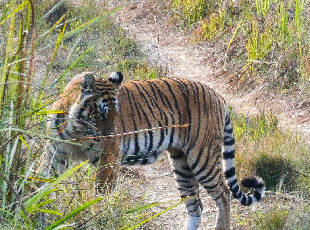 Chitwan National Park-苏拉哈必去景点